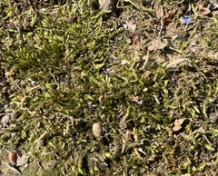 Hypnum cupressiforme cupressiforme