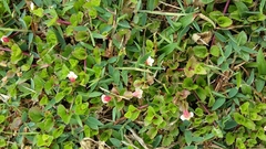 Torenia polygonoides