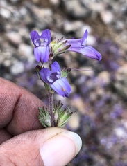 Collinsia greenei