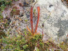 Drosera murfetii