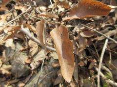 Lindera glauca