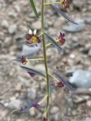 Cleome violacea