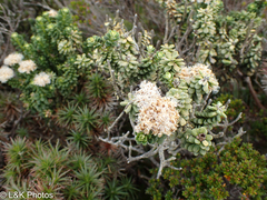 Ozothamnus rodwayi
