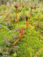 Drosera murfetii