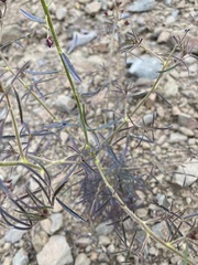 Cleome violacea