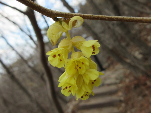 Corylopsis gotoana iNat (1)