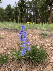 Penstemon glaber alpinus