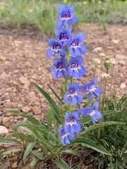 Penstemon glaber alpinus