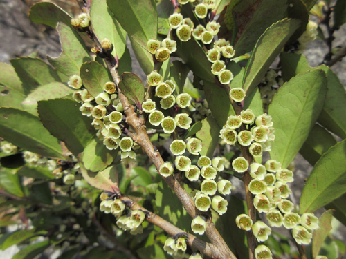 Eurya japonica iNat (2)