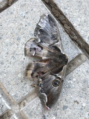 Polythysana cinerascens