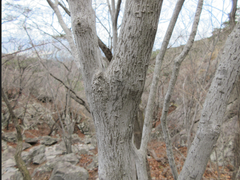 Neoshirakia japonica