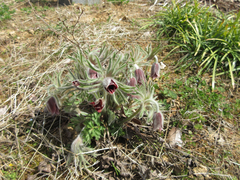 Pulsatilla cernua