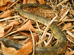 Palusophis bifossatus