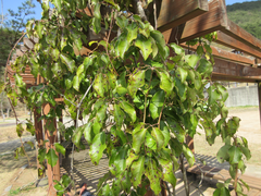 Stauntonia hexaphylla