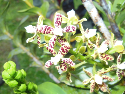 Image of Prosthechea crassilabia by (c) Erica Barkley, some rights reserved (CC BY)