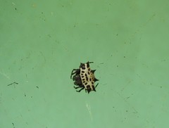 Gasteracantha cancriformis