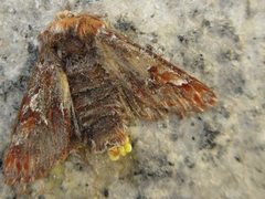 Panolis japonica