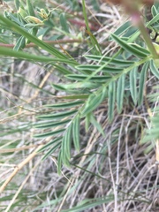 Astragalus bisulcatus