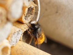 Osmia cornuta