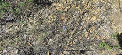 Nemophila menziesii menziesii