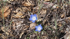 Nemophila menziesii menziesii