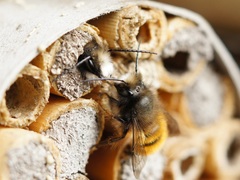 Osmia cornuta