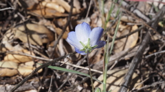 Nemophila menziesii menziesii