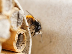 Osmia cornuta