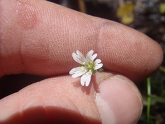 Cerastium texanum
