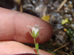 Cerastium texanum