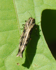 Agrilus langei