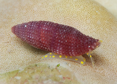 Thala lillicoi