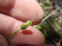 Cerastium texanum