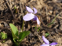 Apis mellifera