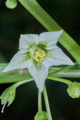 Jaltomata repandidentata