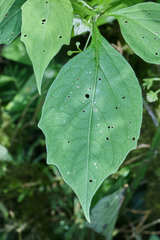 Jaltomata repandidentata