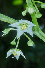 Jaltomata repandidentata