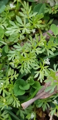 Ammoselinum butleri