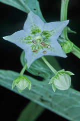 Jaltomata repandidentata