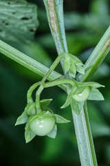 Jaltomata repandidentata