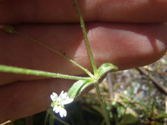 Cerastium texanum