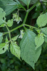 Jaltomata repandidentata