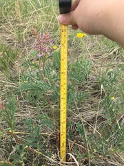 Astragalus bisulcatus