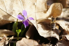 Viola suavis