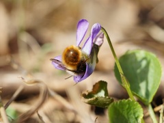 Viola suavis