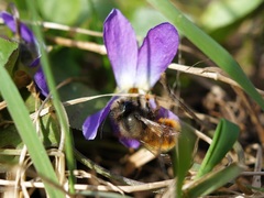 Viola suavis