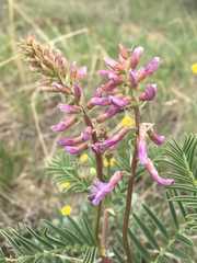 Astragalus bisulcatus