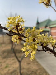 Cornus officinalis