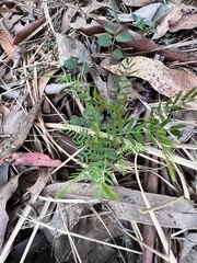 Phyllanthus virgatus