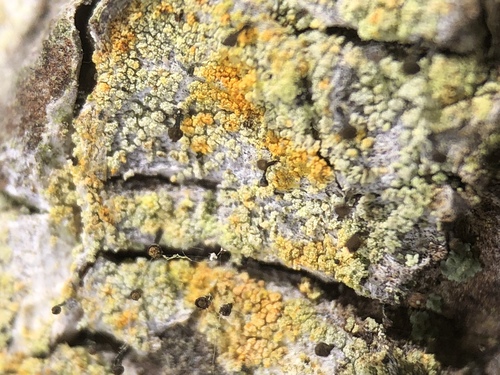 Chaenotheca ferruginea image